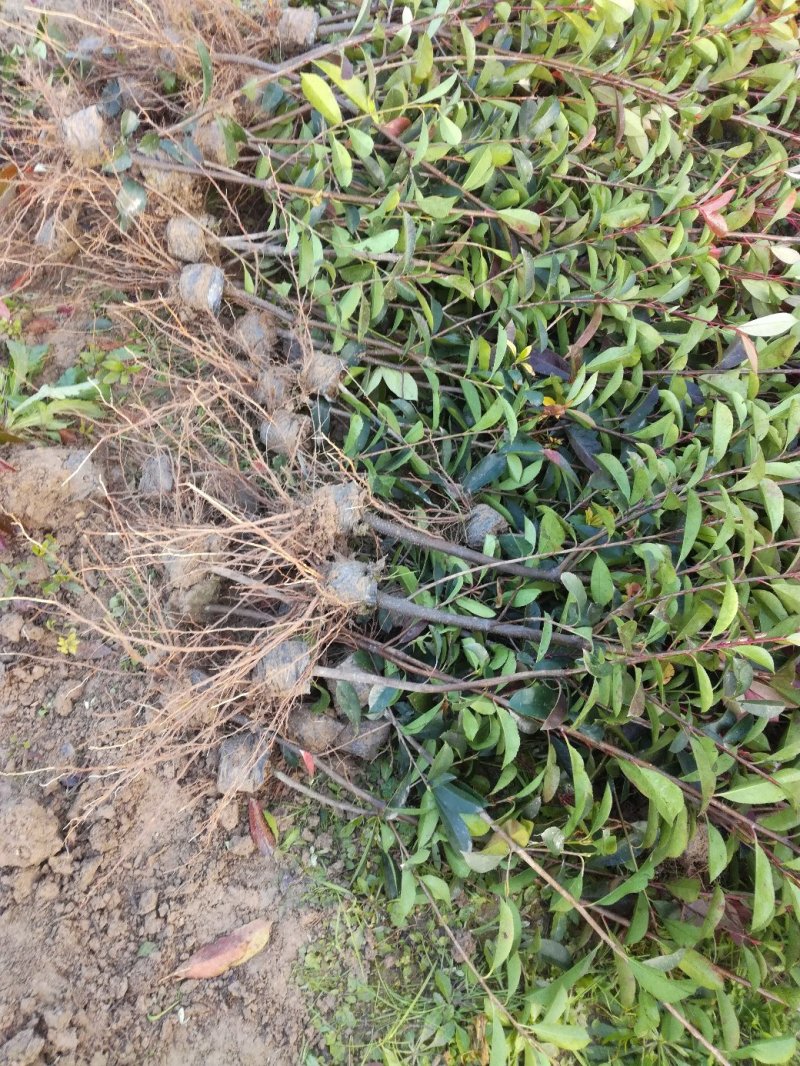 四季桂，八月桂，各种规格的桂花苗木批发