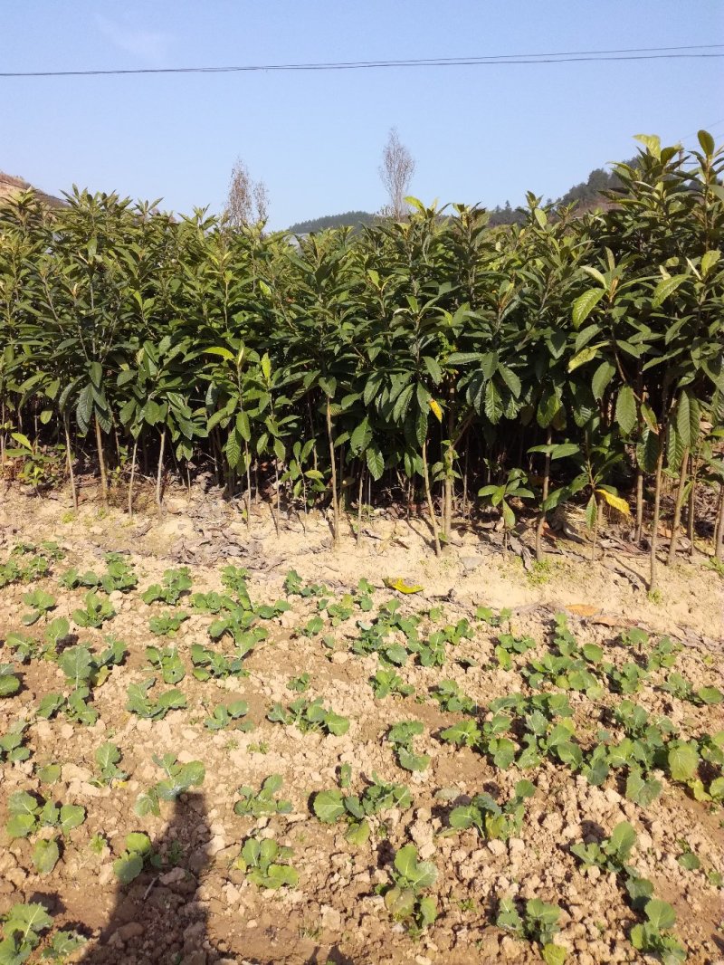 四季桂，八月桂，各种规格的桂花苗木批发