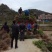 四季桂苗金桂八月桂花香绿化灌木球