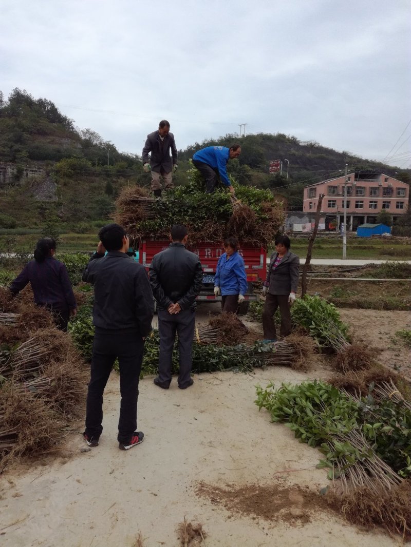 四季桂苗金桂八月桂花香绿化灌木球