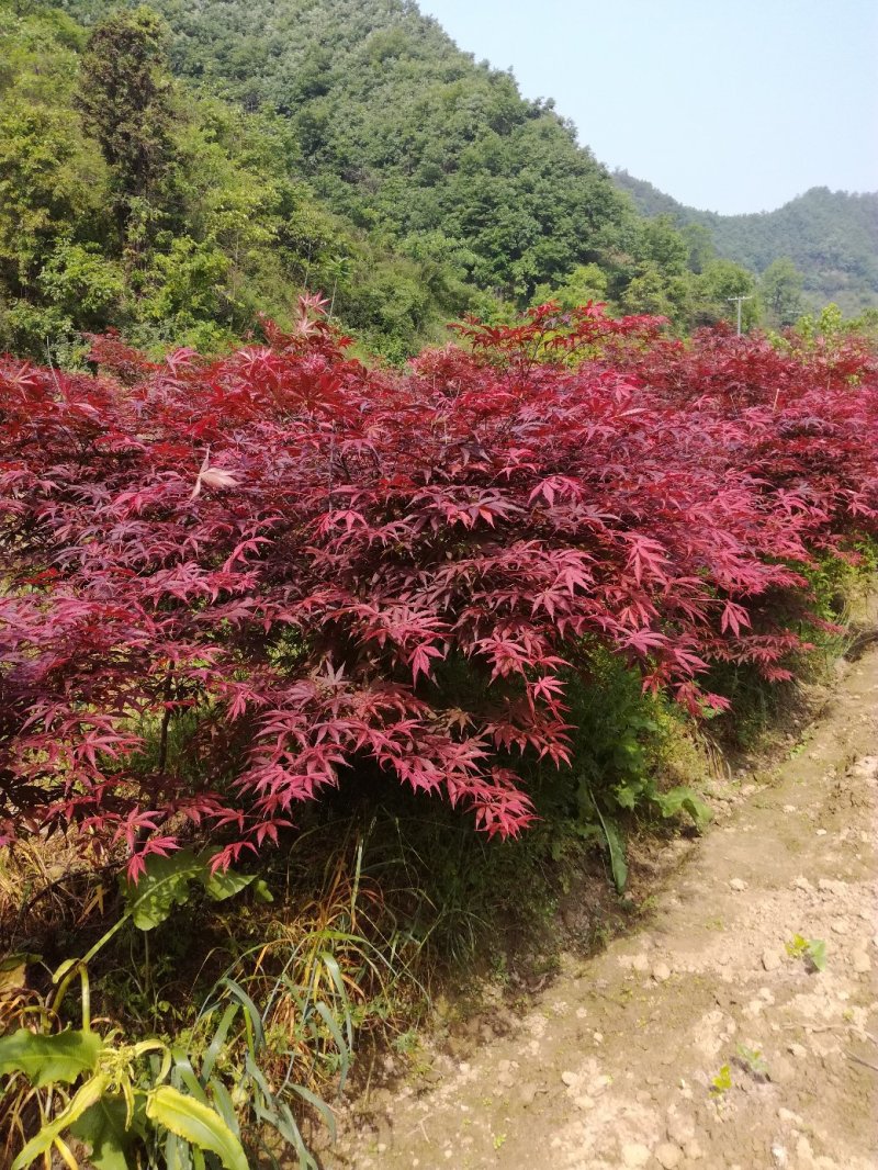 四季桂苗金桂八月桂花香绿化灌木球