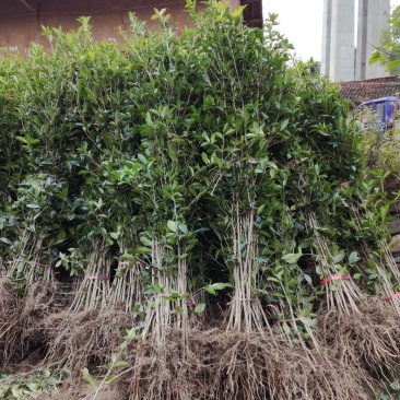 四季桂苗金桂八月桂花香绿化灌木球
