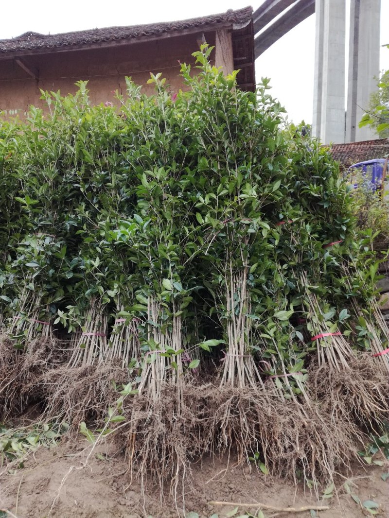 四季桂苗金桂八月桂花香绿化灌木球