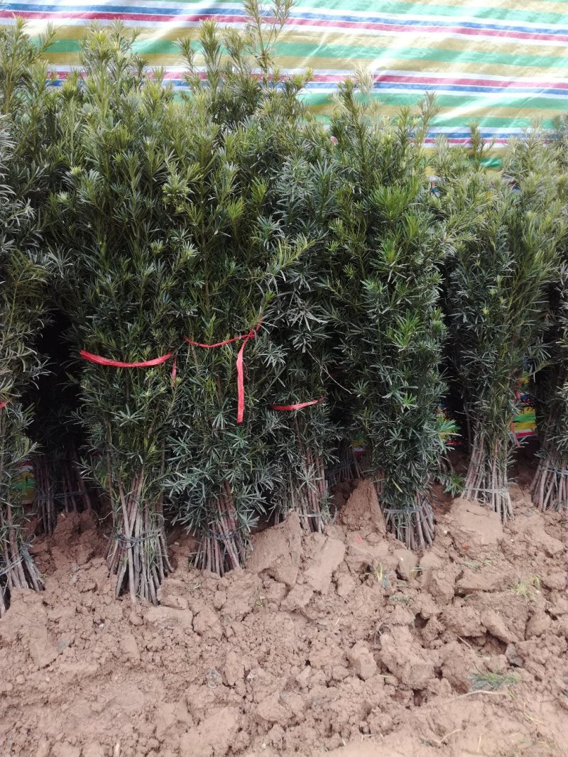四季桂苗金桂八月桂花香绿化灌木球