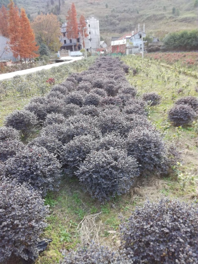 四季桂苗金桂八月桂花香绿化灌木球