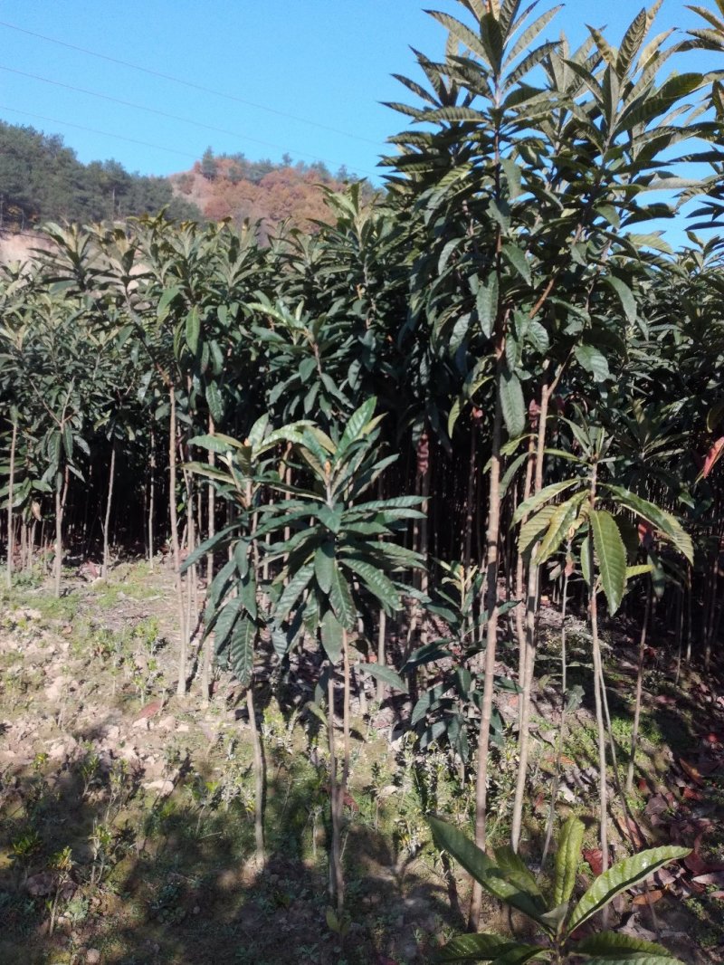 四季桂苗金桂八月桂花香绿化灌木球