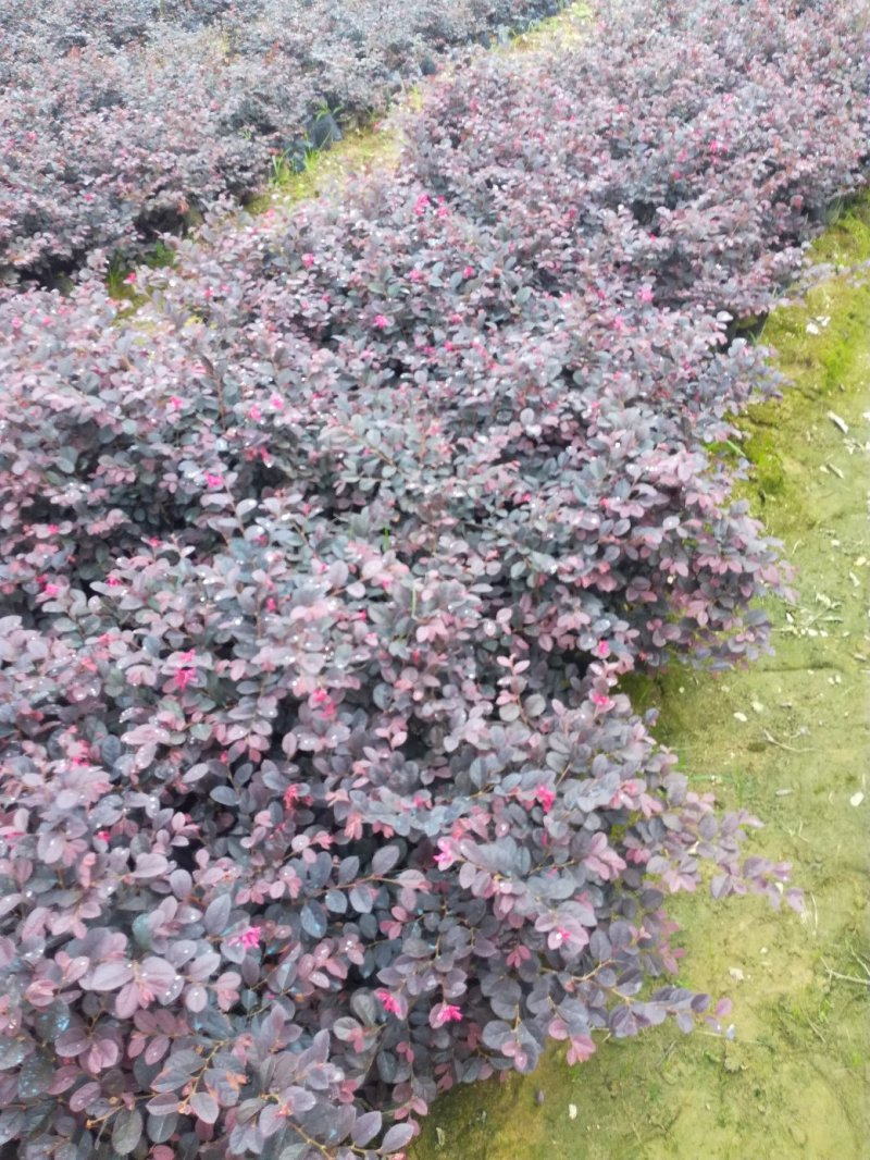 四季桂苗金桂八月桂花香绿化灌木球