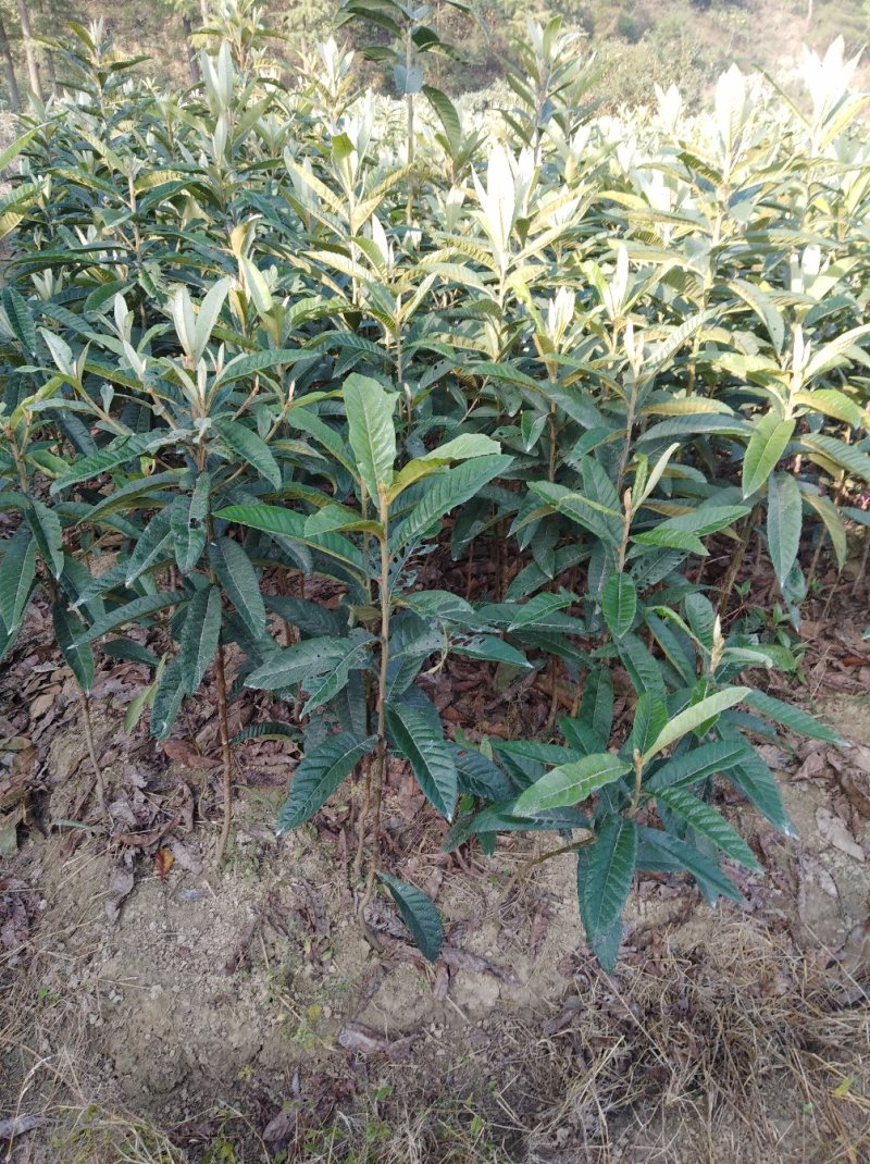 四季桂苗金桂八月桂花香绿化灌木球
