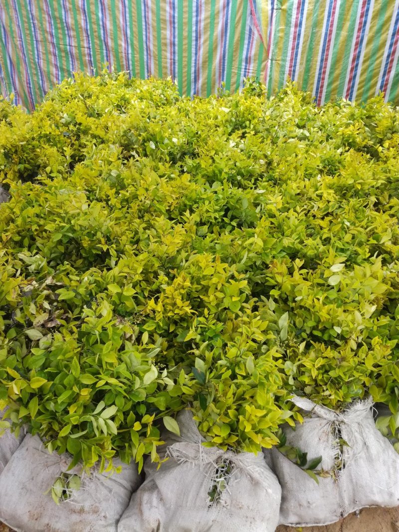 四季桂苗金桂八月桂花香绿化灌木球