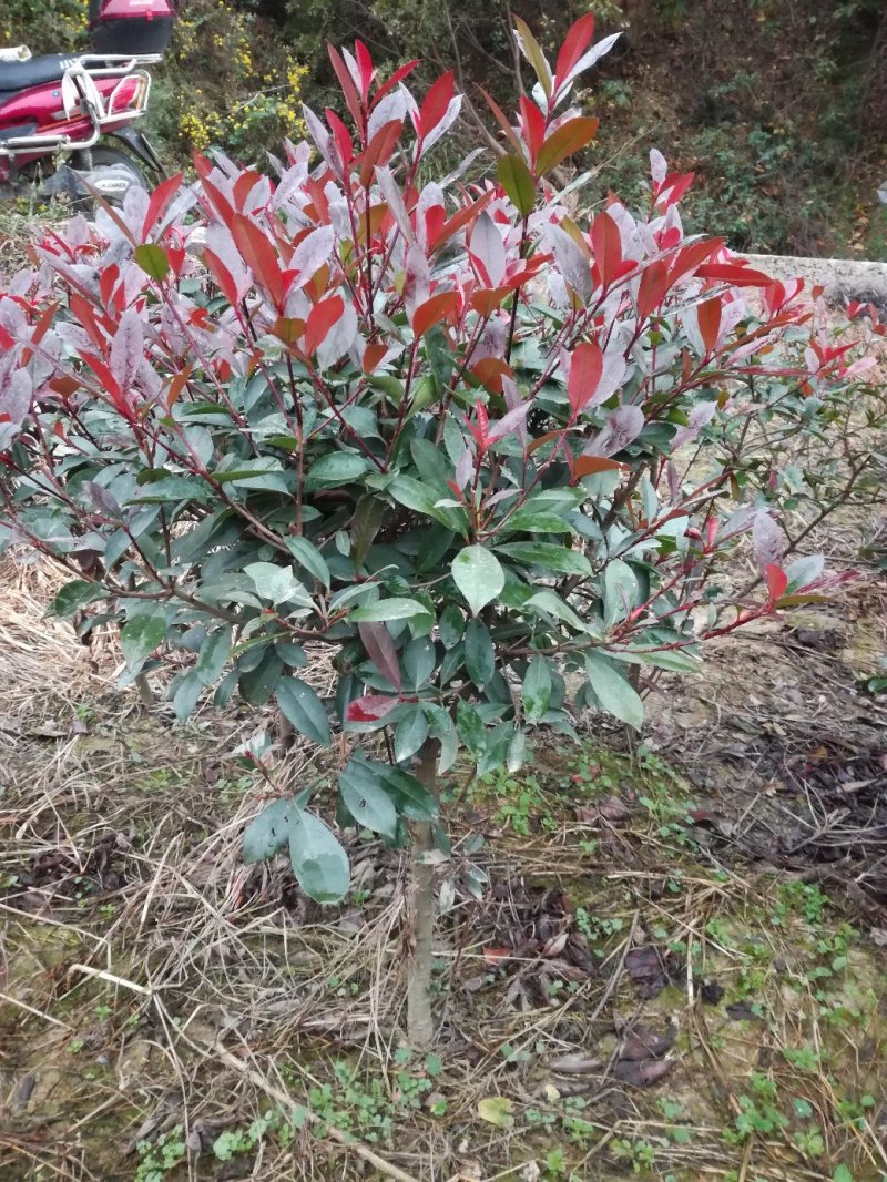 四季桂苗金桂八月桂花香绿化灌木球