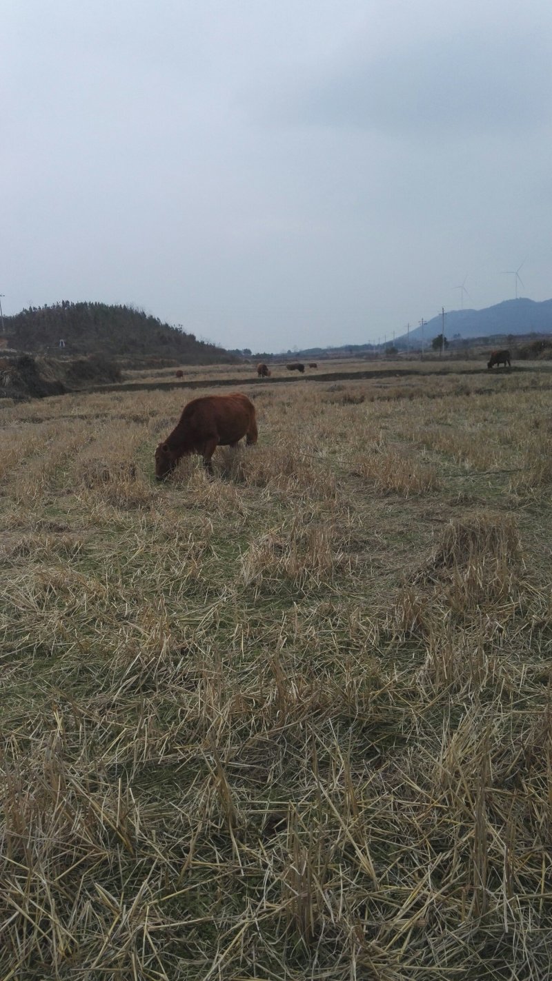 湖北本地小土牛