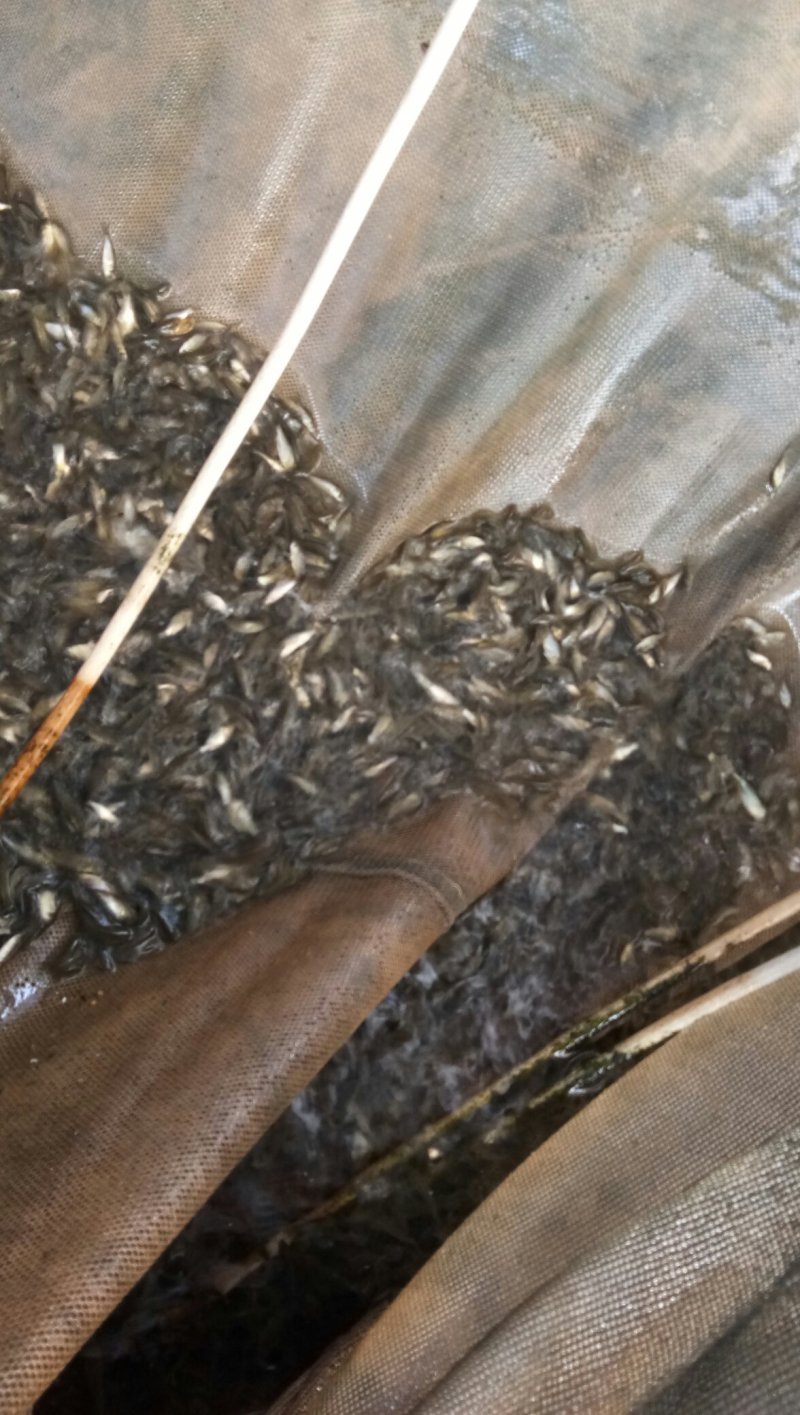 鲤鱼苗