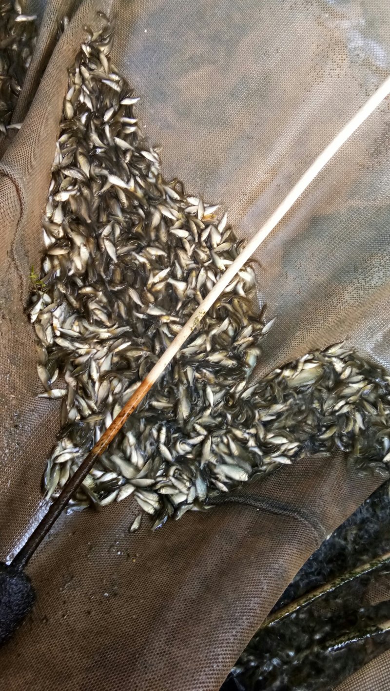 鲤鱼苗