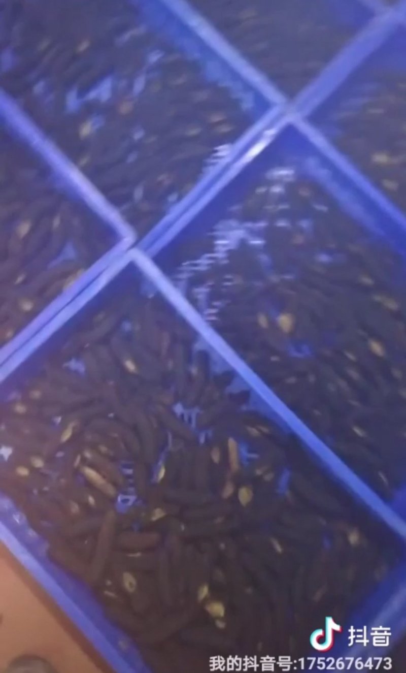 淡干海参（纯）