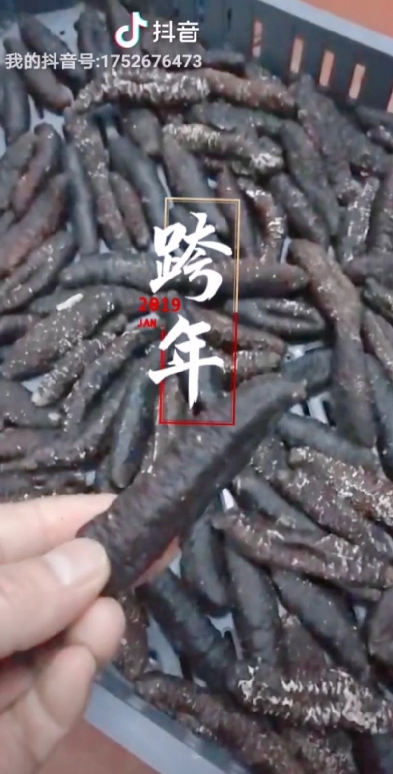 淡干海参（纯）