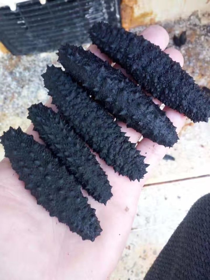 淡干海参（纯）