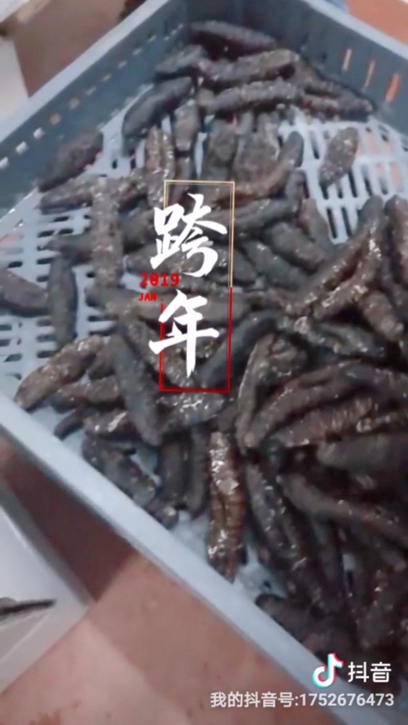 淡干海参（纯）