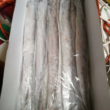 礼品带规格10/12