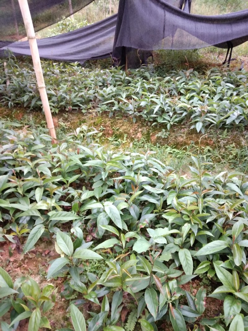 布福娜果苗一年苗，二年苗