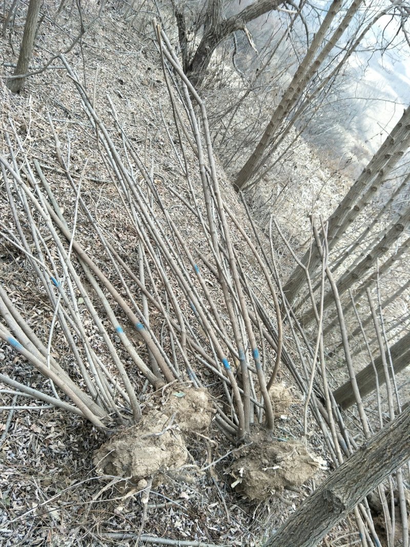 丛生茶条槭建圃专用。