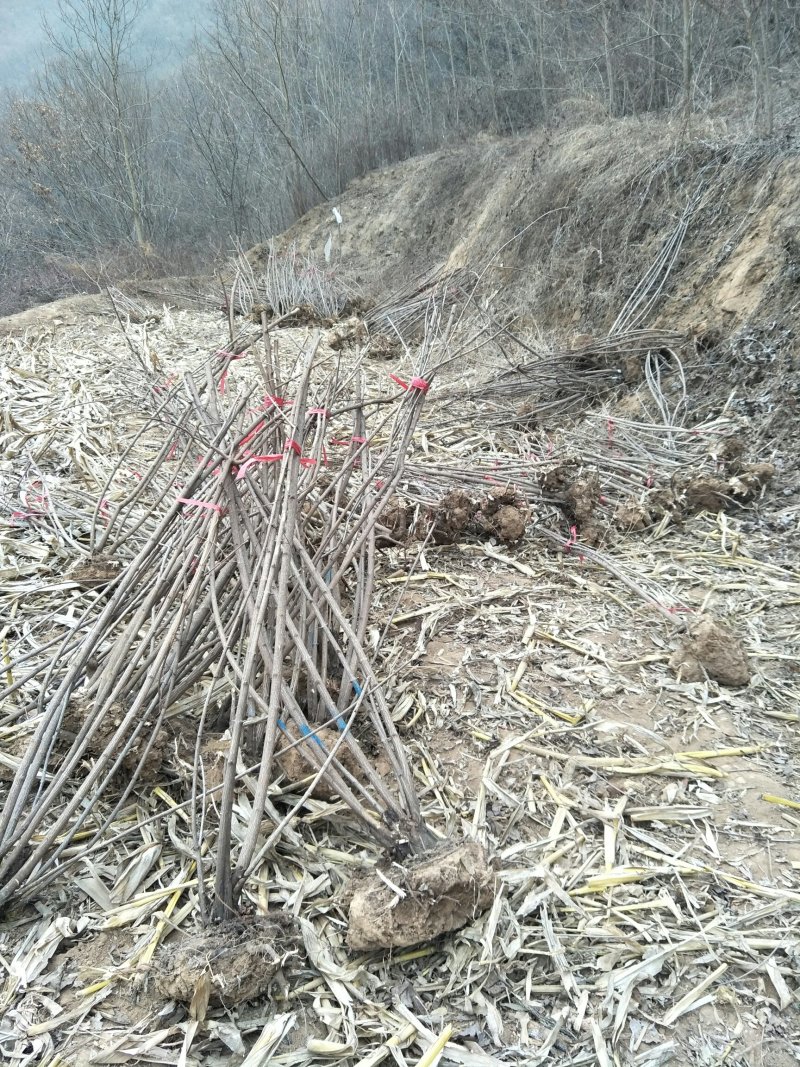 丛生茶条槭建圃专用。