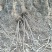 丛生茶条槭建圃专用。