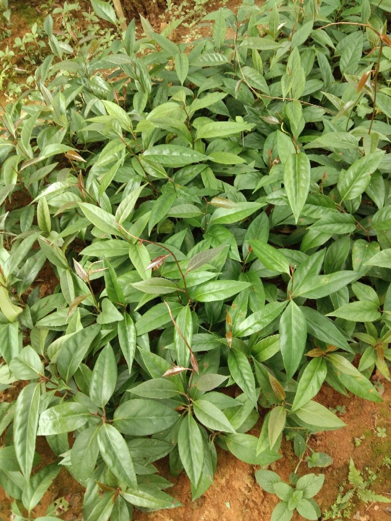 布福娜果苗