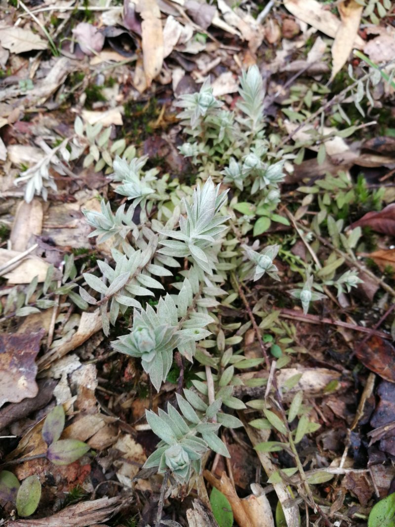 鹿茸草千年霜种苗带土苗草药种植新品种