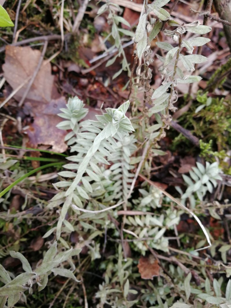 鹿茸草千年霜种苗带土苗草药种植新品种