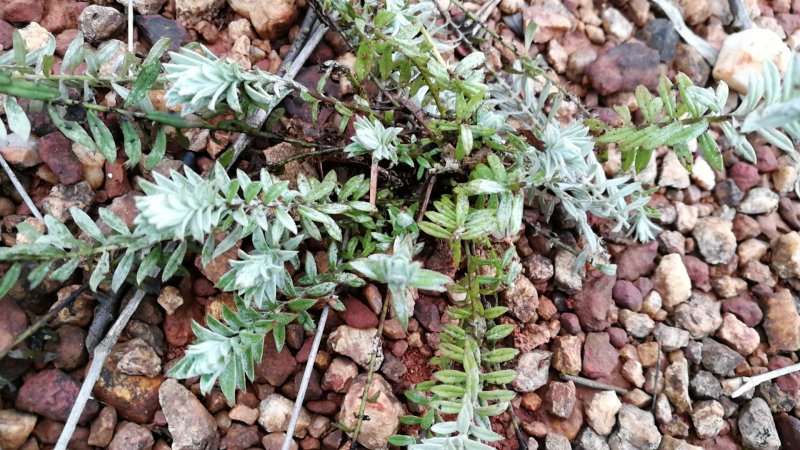 鹿茸草千年霜种苗带土苗草药种植新品种
