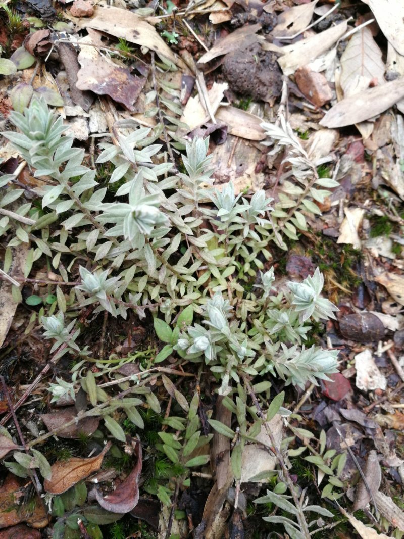 鹿茸草千年霜种苗带土苗草药种植新品种