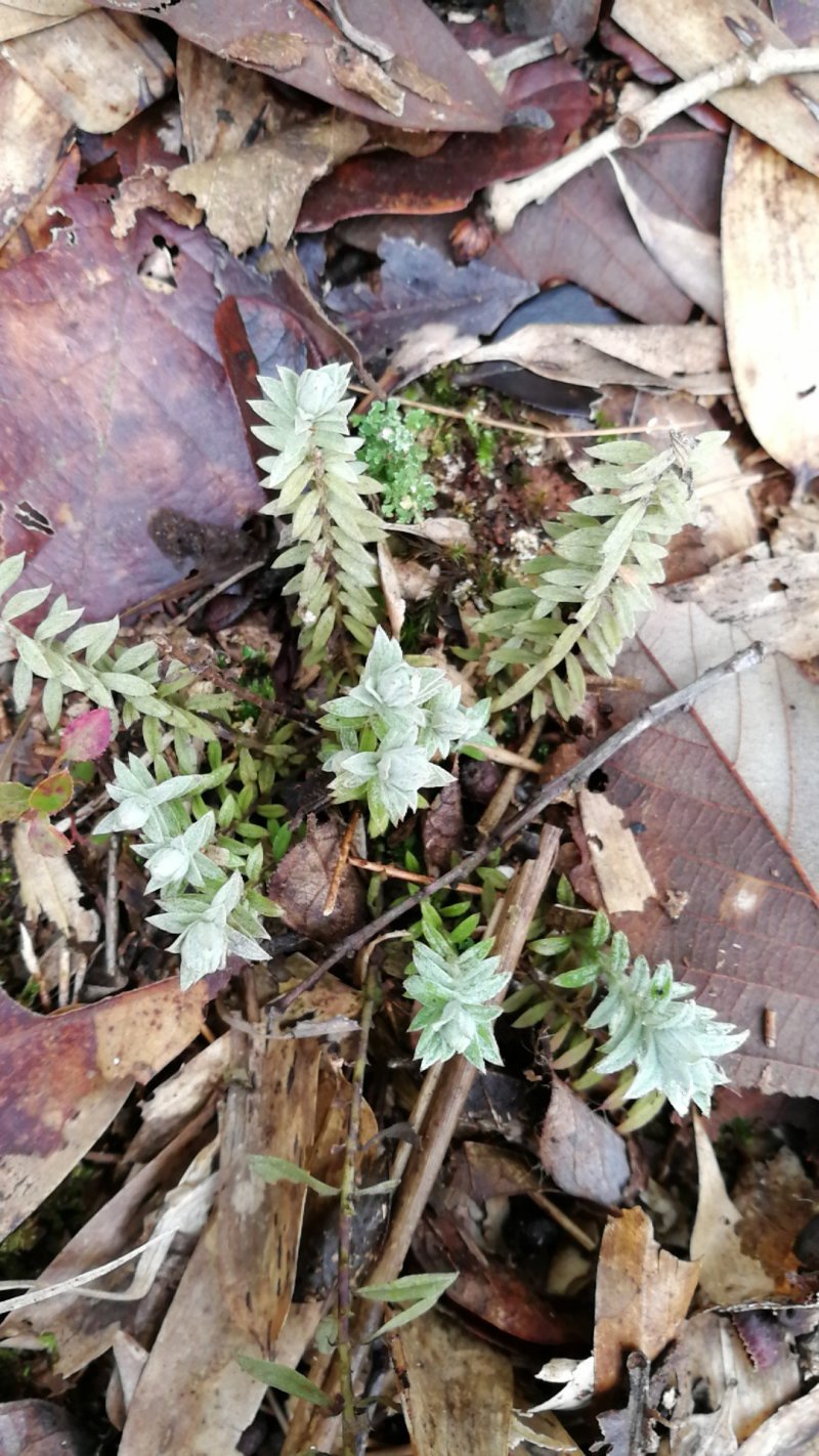 鹿茸草千年霜种苗带土苗草药种植新品种