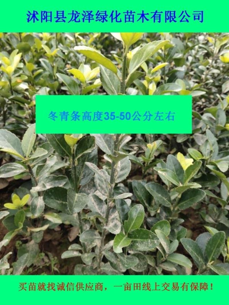 大叶黄杨苗又叫冬青冬青苗沭阳基地黄杨