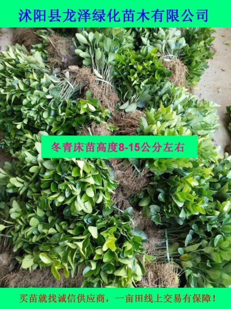 大叶黄杨苗又叫冬青冬青苗沭阳基地黄杨