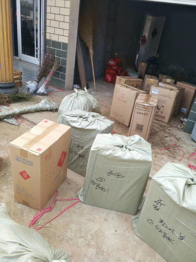 大叶黄杨苗又叫冬青冬青苗沭阳基地黄杨