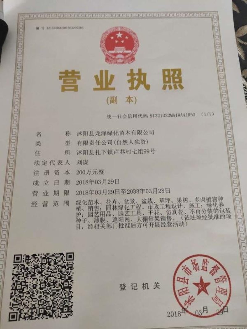 大叶黄杨球冠幅20公分1.5元一颗！可以视频看货选货