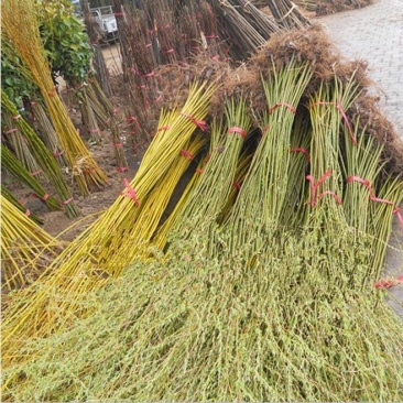 绿化苗木，柳树，垂柳，白杨树，银杏树，栾树