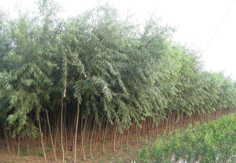绿化苗木，柳树，垂柳，白杨树，银杏树，栾树