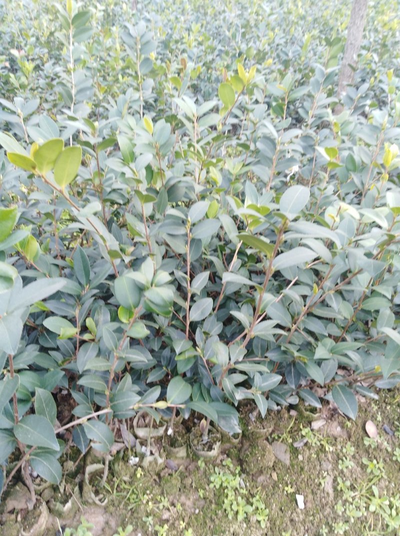 绿化苗木，柳树，垂柳，白杨树，银杏树，栾树