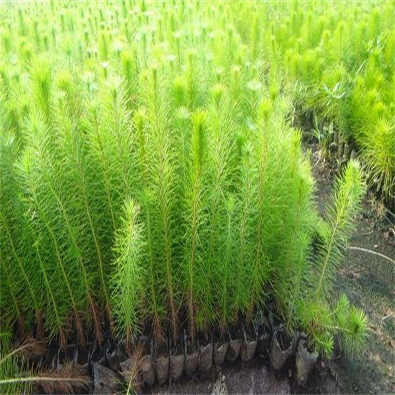 绿化苗木，柳树，垂柳，白杨树，银杏树，栾树