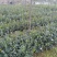 绿化苗木，柳树，垂柳，白杨树，银杏树，栾树