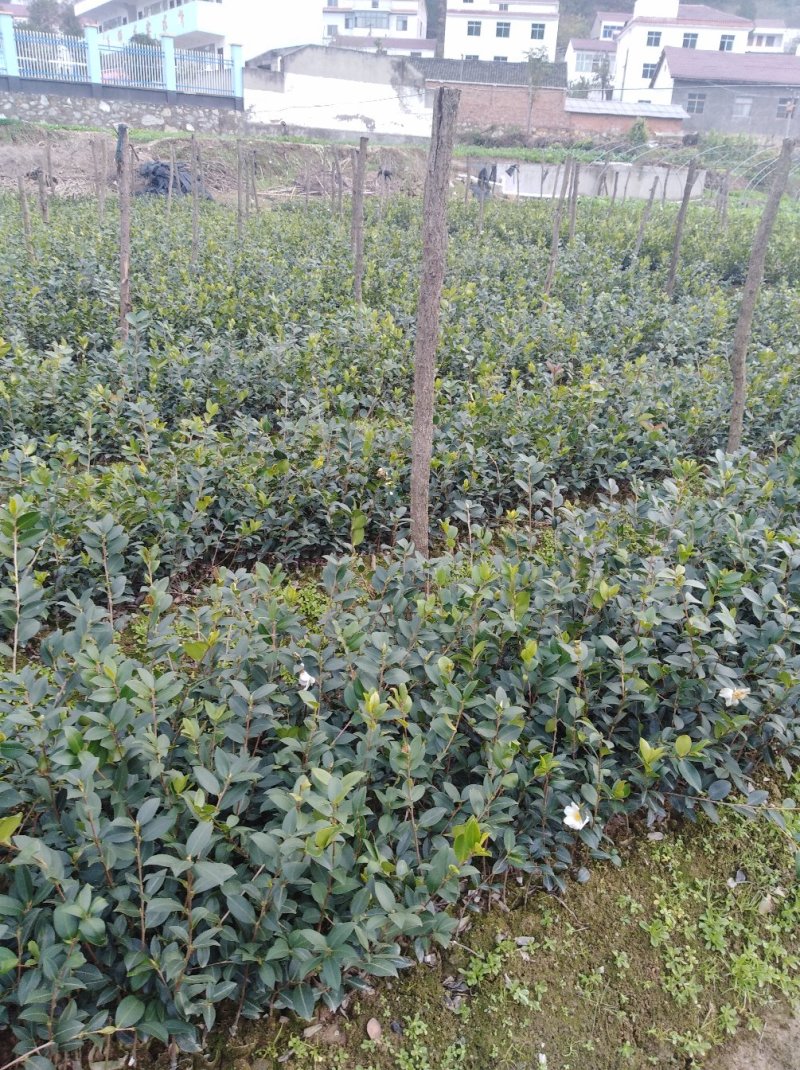绿化苗木，柳树，垂柳，白杨树，银杏树，栾树