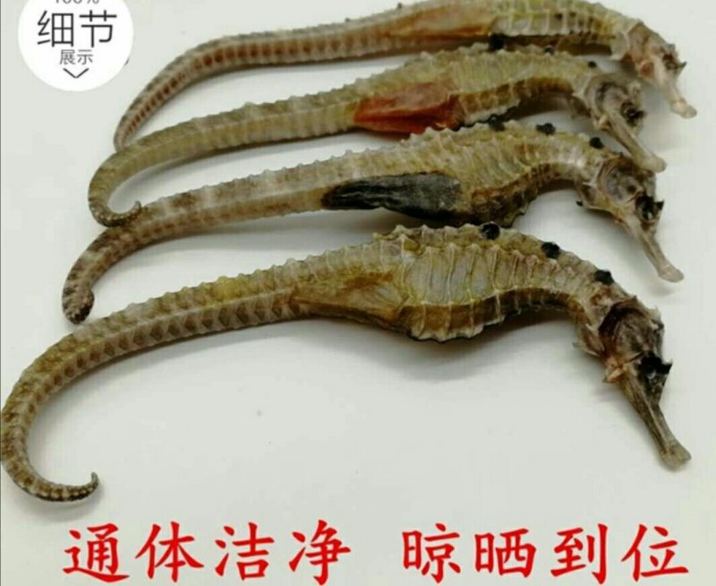 干海马一公一母搭配好5对起包邮