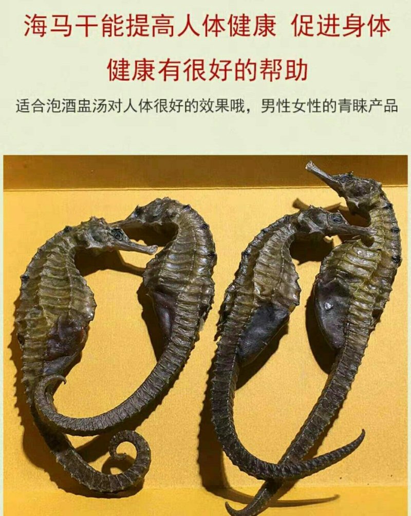 干海马一公一母搭配好5对起包邮