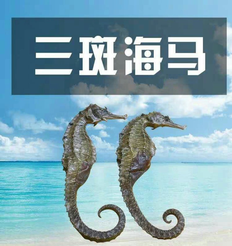 干海马一公一母搭配好5对起包邮