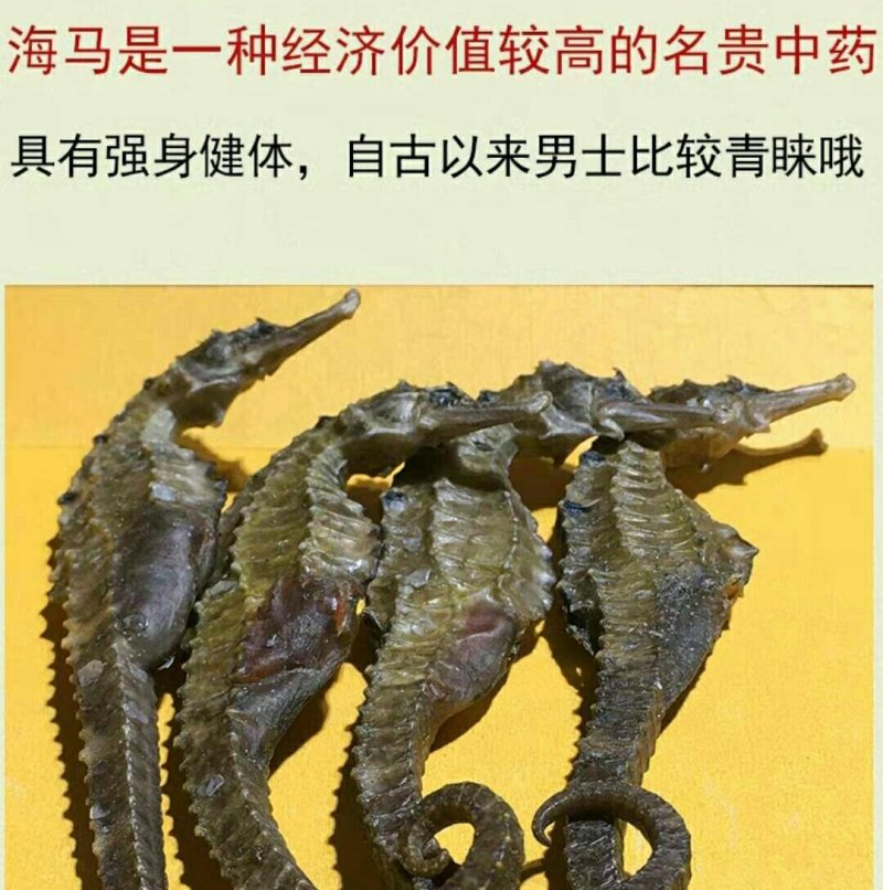 干海马一公一母搭配好5对起包邮
