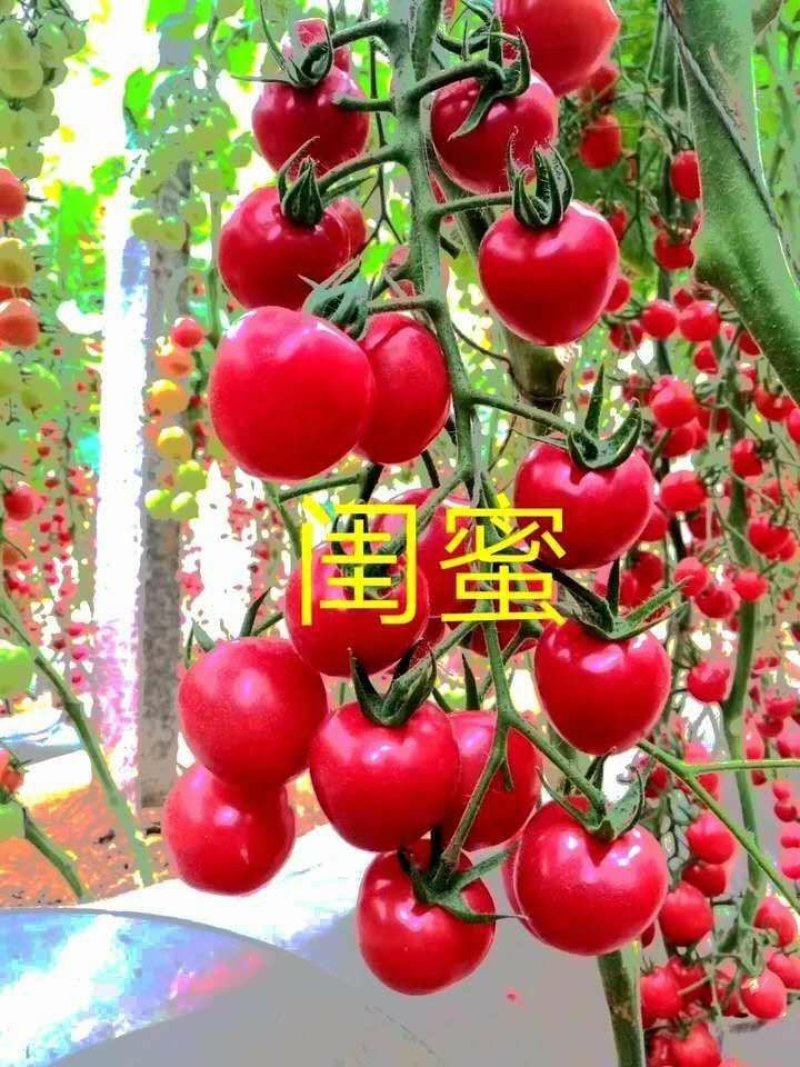 乾德闺蜜圆形粉果樱桃番茄西红柿种子产量高抗病性好