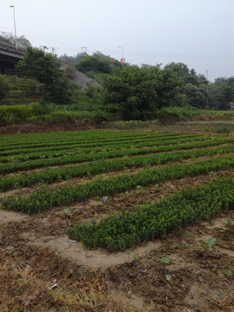 枸橘树苗，构桔苗，枳壳苗