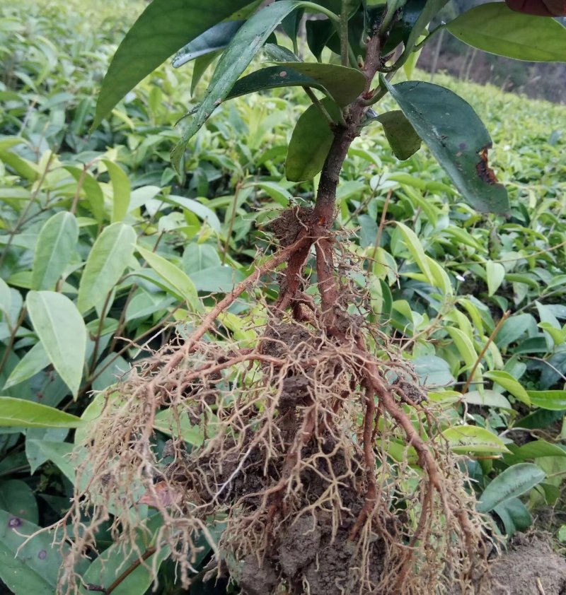优质黑老虎布福娜苗一年苗大优惠价格实惠一手货源