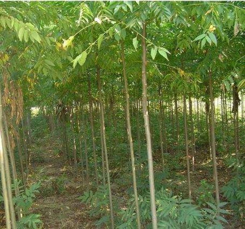栾树苗木，复叶栾树，北栾，黄山栾树